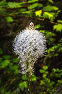 Bear Grass-4000.jpg